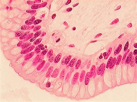 複層柱狀上皮(stratified columnar epithelium) - 小小整理網站 Smallcollation