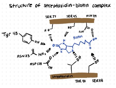 Methods for Biotinylation & Making a Biotin Conjugate with Streptavidin