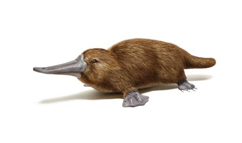 How platypus milk could help battle the global superbug threat