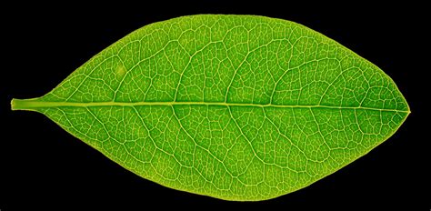 leaf texture - Clip Art Library