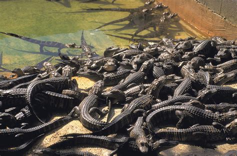 Alligator Farm in Orlando Photograph by Carl Purcell | Fine Art America