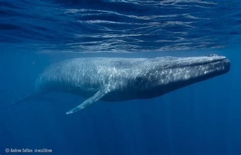 Fin-Blue Hybrids: A New Challenge for Blue Whale Conservation ...