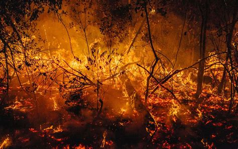 En Australie, les incendies détruisent une forêt datant du Gondwana ...