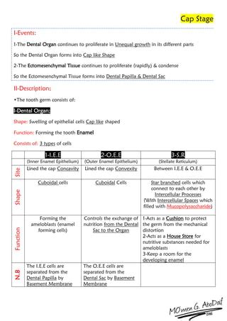 Tooth development | PDF