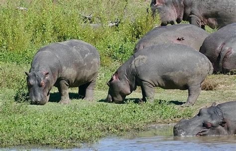 Colombia Pays Millions to Relocate Pablo Escobar's Hippos ...