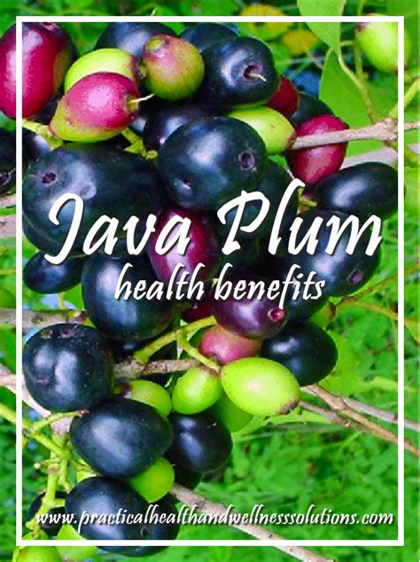 20 Health Benefits of Java Plum | Plum health benefits, Health benefits