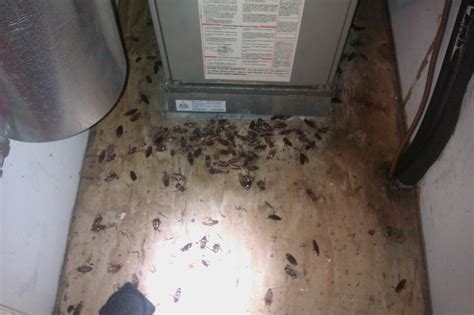 How To Prevent A Cockroach Infestation - Cockroachcontroltoronto.ca