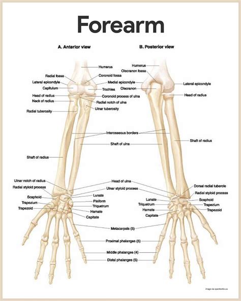 Skeletal System Anatomy and Physiology - Nurseslabs