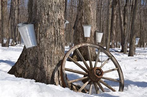 Ferguson Farm Vermont Maple Syrup | 100% Pure Maple Syrup