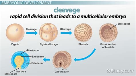 Beginning With Fertilization Describe the Main Stages of Animal ...