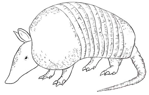 Pin on Animal Coloring Pages