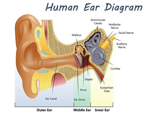 Ear Vestibule Anatomy - Abba Humananatomy