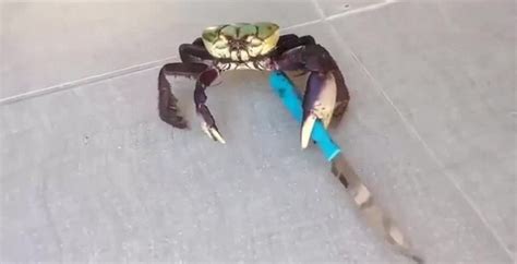 Create meme "crab, the crab with the knife" - Pictures - Meme-arsenal.com