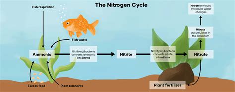 The Nitrogen Cycle Timeline – Shrimpoly