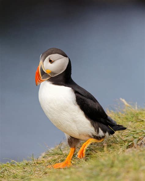 Puffins - Visit Anglesey