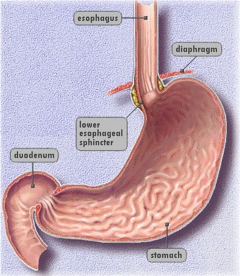 EGD (Esophagogastroduodenoscopy or Upper Endoscopy) | Medical ...