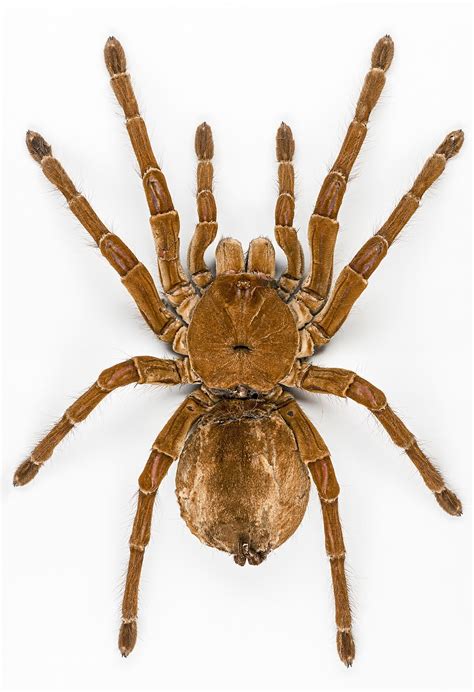 Goliath birdeater - Wikipedia