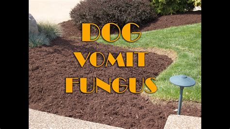 Dog Vomit Fungus in Mulch - YouTube