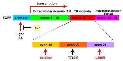 The gene structure of epidermal growth factor receptor (EGFR) and the ...