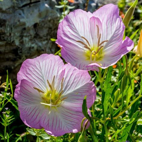 Showy Pink Evening Primrose Flower Seeds