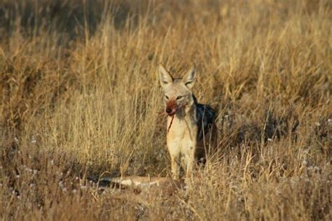 Watch: Kalahari jackals loot a caracal's kill | Predator vs Prey ...