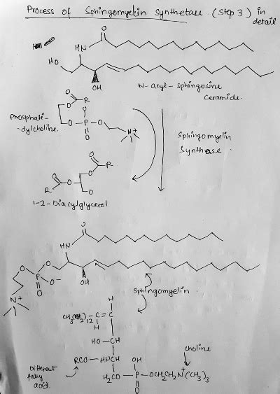 Draw the mechanism for the synthesis of sphingomyelin, including the ...