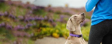 How to Obedience Train a Weimaraner | Wag!