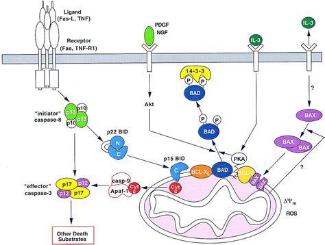 BCL-2 family members and the mitochondria in apoptosis | Mitochondria ...