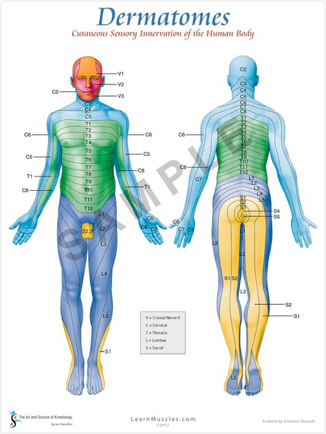 Printable Dermatome Chart - prntbl.concejomunicipaldechinu.gov.co