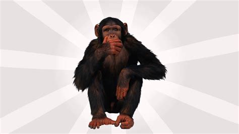 Monkey Chatter Sound Effects - YouTube