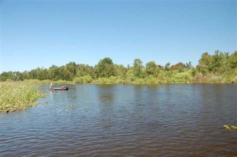 FWC hosting public meeting on Harris Chain of Lakes Management Plan | FWC