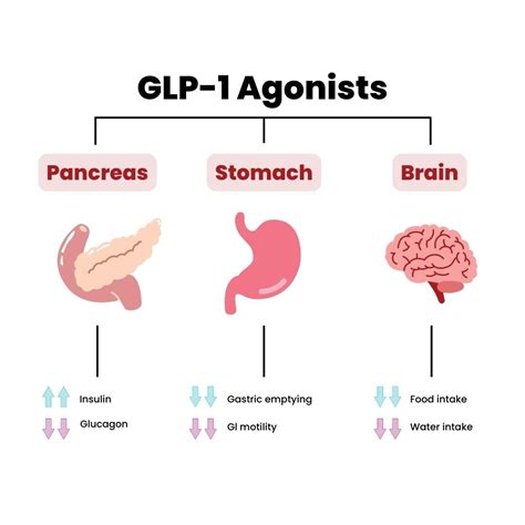 Do GLP-1 Agonists Work for Weight Loss?