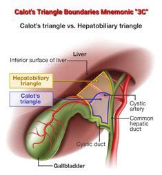 Calot's Triangle Boundaries Mnemonic "3C" and contents | Basic anatomy ...