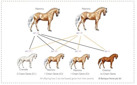 Genetic Linkage Of P2 And P4 EquiSeq, 52% OFF