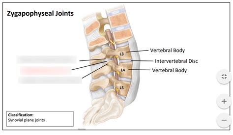 Zygapophyseal Joints Diagram | Quizlet