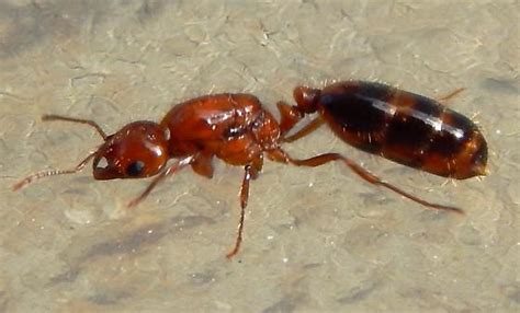 reproductive ant without wings - Solenopsis xyloni - BugGuide.Net