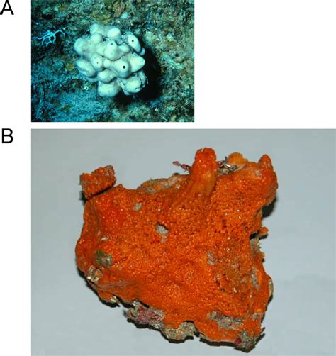 Marine Sponges That Have Generated Products with Anti-Cancer ...