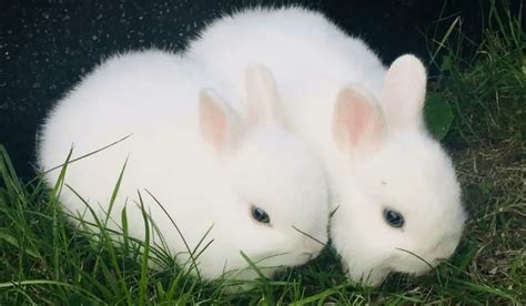 White Rabbit Breeds | 7 White Pet Rabbit Breeds | Hutch and Cage