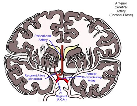 Anterior Cerebral Artery