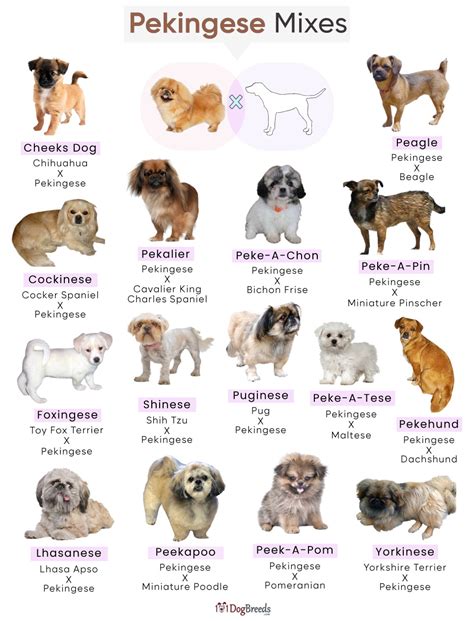 List of Popular Pekingese Mixes With Pictures