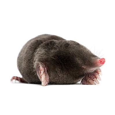 Moles Animal