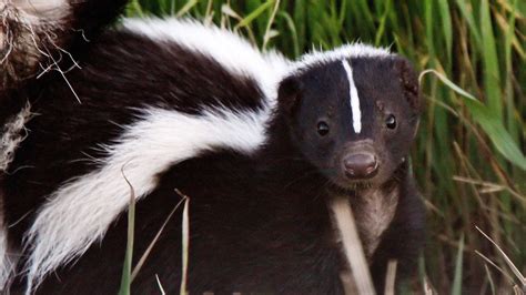 It's skunk mating season in Kentucky and you can smell it