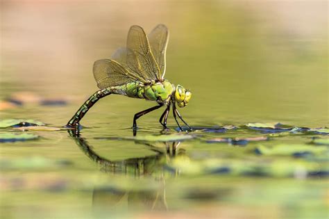 Insect macro photography tips | Amateur Photographer