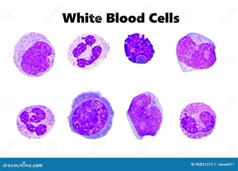 White blood cells stock photo. Image of basophil, research - 96831312