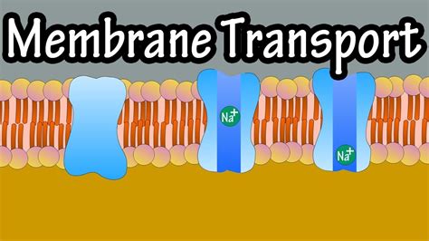 Cell Membrane Transport - Transport Across A Membrane - How Do Things ...