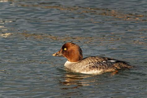 Common Goldeneye Duck Swimming - Bucephala Clangula Stock Image - Image ...