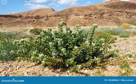 Plants in the Negev Desert stock photo. Image of plant - 145388066