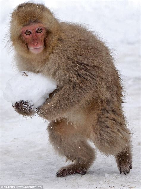 Fluffy Japanese monkeys have a ball as they play around in the snow ...