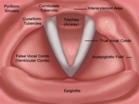 PHONATION - DR NITIN ANIYAN THOMAS (NATS)