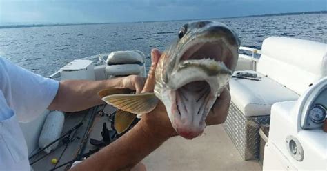 "Two mouth" fish in Lake Champlain: New York woman catches fish with ...